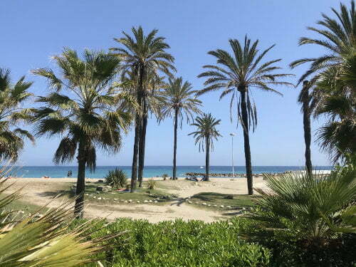 Palm trees on the beach in Marbella