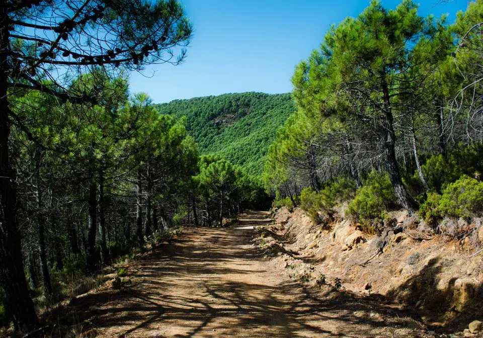 Trail in Estepona