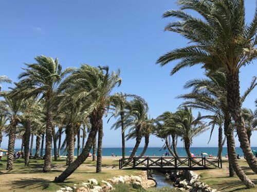 Palm trees on Torremolinos beach